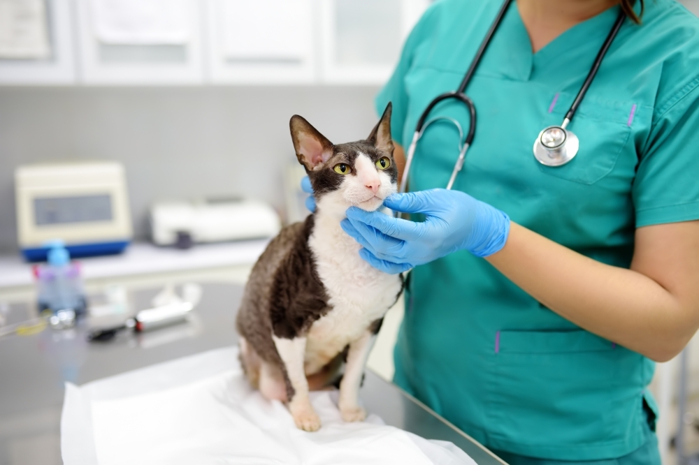 Lakewood Vet Clinic: Walk-In and Affordable Care for Your Pet’s Urgent Healthcare Needs